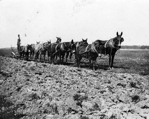 Mooney Ranch mule team