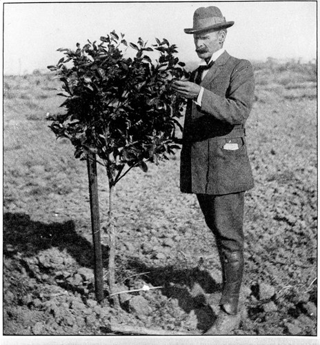 James Mills Sr. & Navel Orange Tree