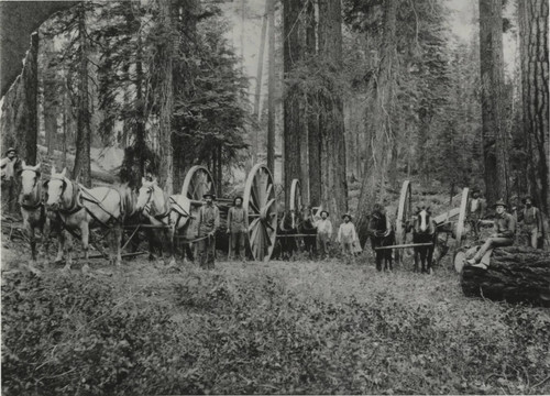 Big Wheel Logging