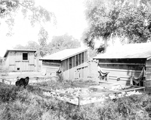 Six hundred white leghorn chicks. Durham State Land Settlement, Durham, Calif