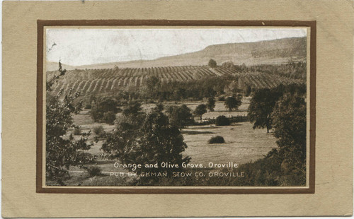 Orange and Olive Grove Oroville