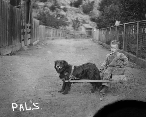 Child in dog cart in Sawyers Bar area