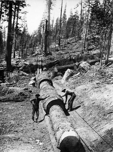 Working Crew in Logging Chute