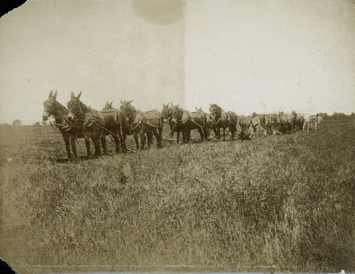 Farming on Nelson Ranch