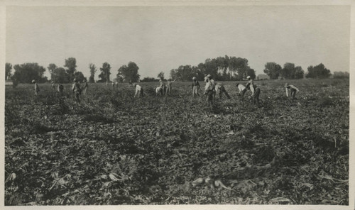 East Indian Agricultural Laborers