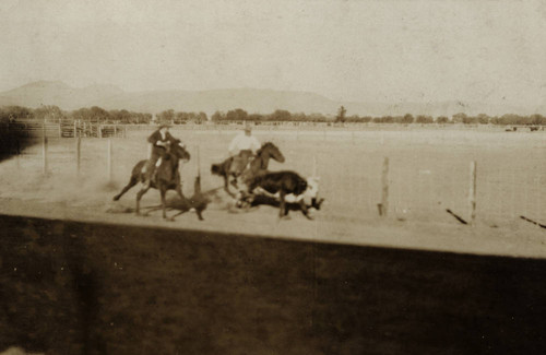 John and Ben Dobbins, Steer Wrestling