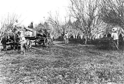 Cherry orchard on Rancho Chico