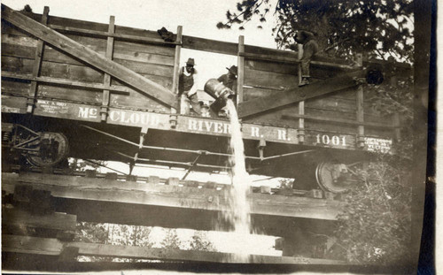 Planting trout in the McCloud River