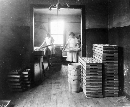 Farm Workers, and drying racks