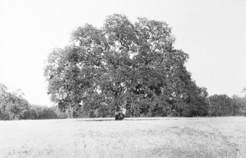 Hooker Oak