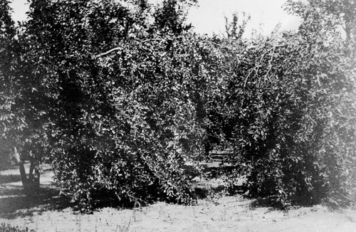 Prune trees in the Bidwell Orchards