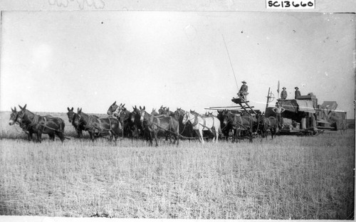 Draft Horses in Artois