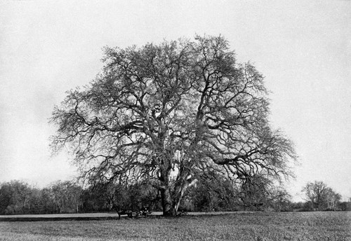 Hooker Oak Tree