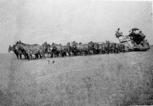 Mule Team Harvester