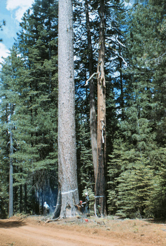 Marked trees--Soper-Wheeler Company