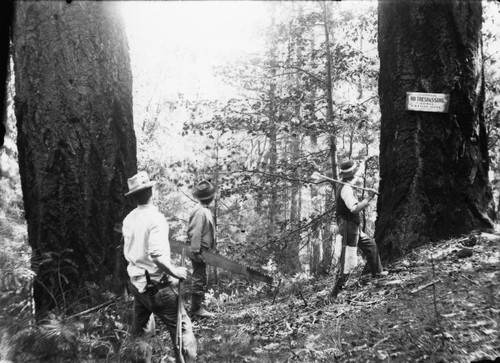 Loggers on J. M. Engel's Timberlands