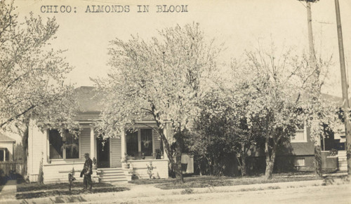 Almonds in bloom