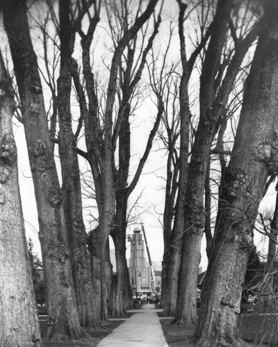 Senator Theater Tower through trees of downtown park