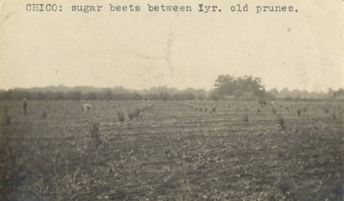 Sugar beet fields