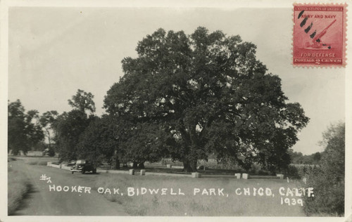 Hooker Oak