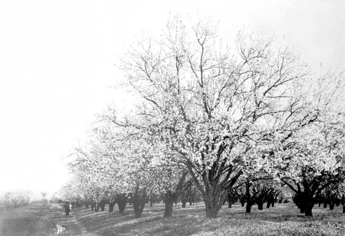 Almond orchard