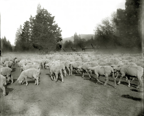 Sheep at Meadow Valley