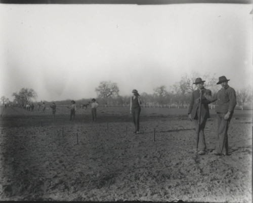 Grape Vine Planting