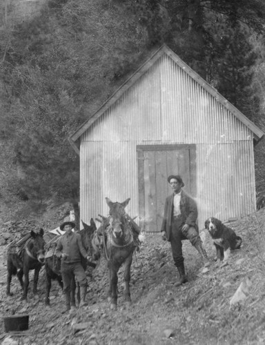 Men with mules in Sawyers Bar area