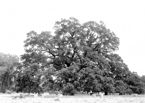 Hooker Oak