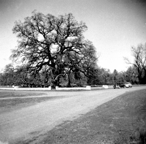 Hooker Oak