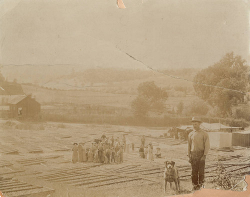 Drying Fruit