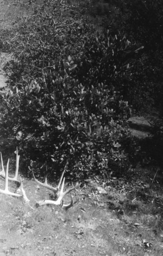 Shed Antlers in the Middle Fork South Fork Junction Area