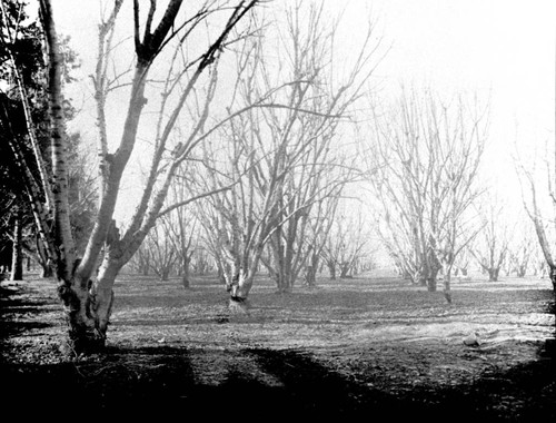 Cherry orchard in winter