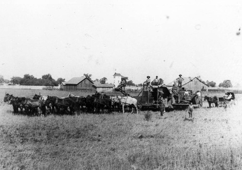 Grain Harvester