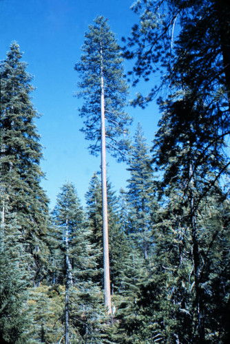 Ponderosa pine--Soper-Wheeler Company