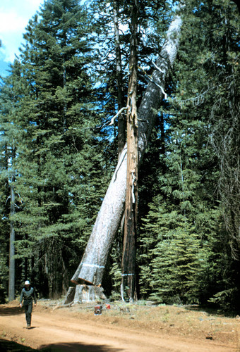 Falling tree--Soper-Wheeler Company