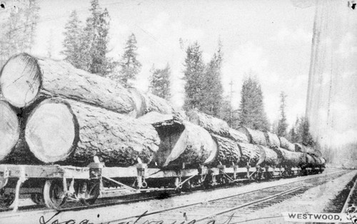 Logging at Westwood