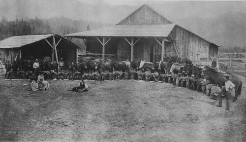 Mule Train at Ellers' Corral