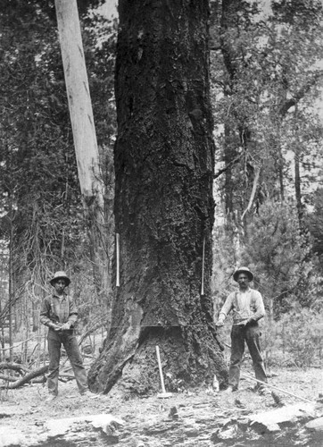 Martin Van Buren Shelton and his son Dias, falling timber for Sierra Lumber Company near Lyonsville