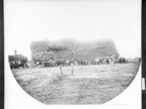 Haying in Patterson Ranch