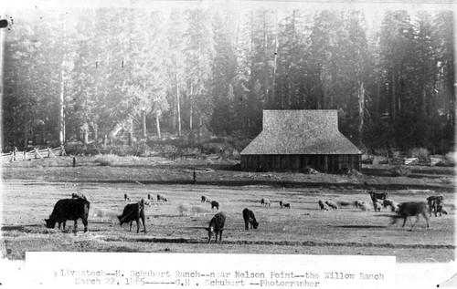 H. Schubert Ranch livestock