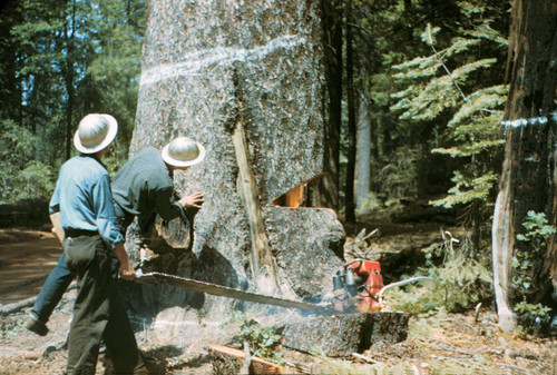 Cutting a tree--Soper-Wheeler Company