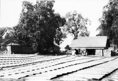 Fruit Drying