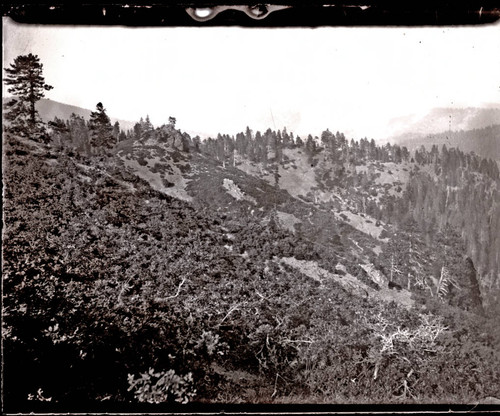 Forest of Tehama County