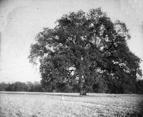 Hooker Oak