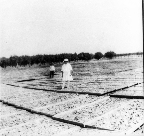 Fruit Drying