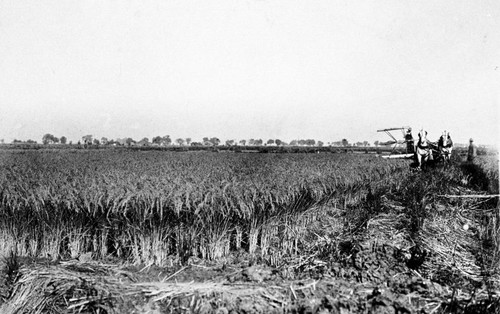 Rice Harvesting