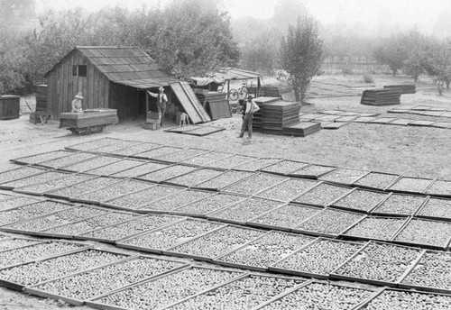 Fruit Drying