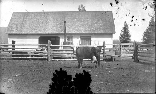 Martin Dairy, Chester