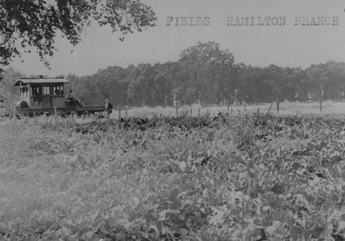 Farming, Hamilton